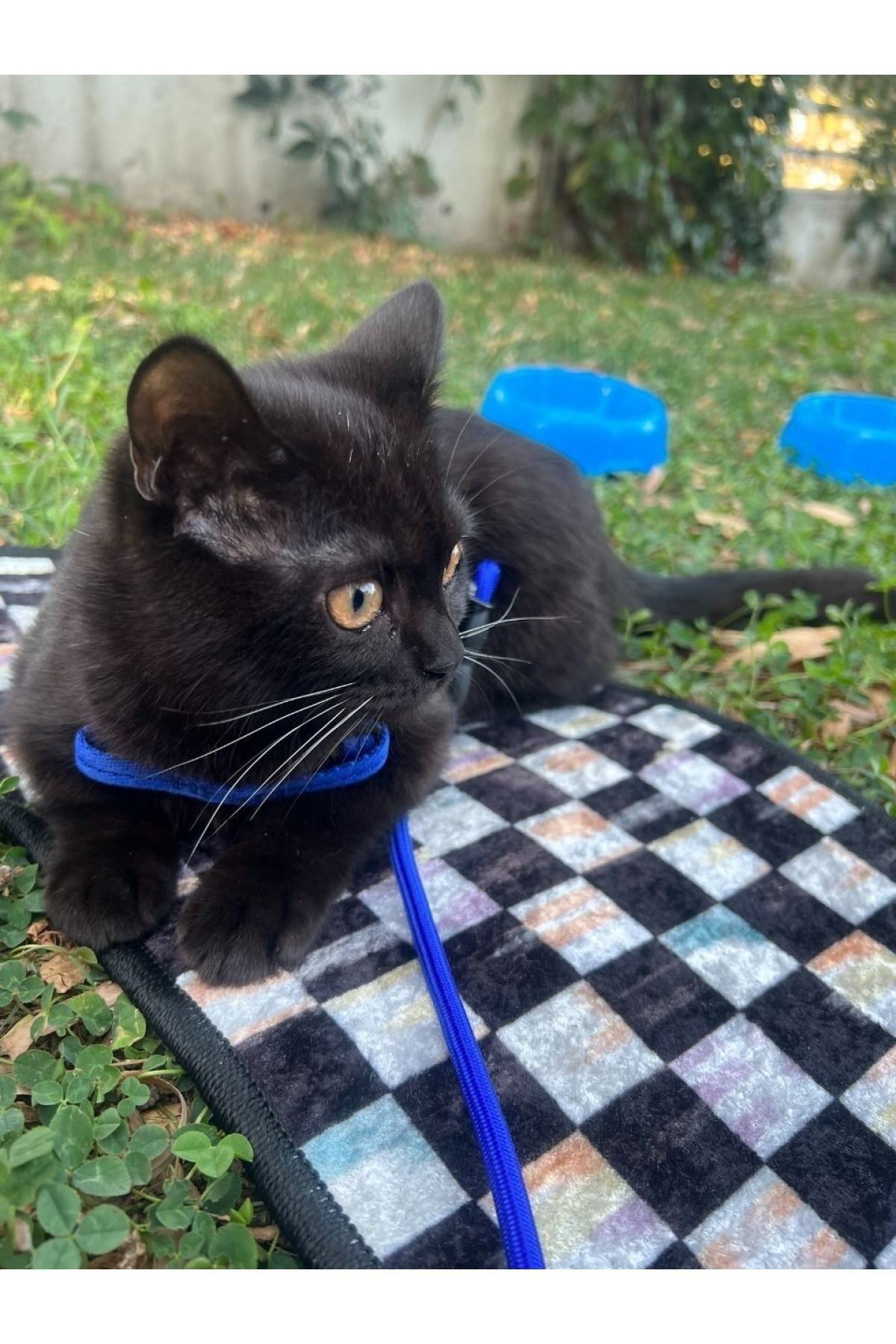 Pet Food Mat - (70 x 36) Green